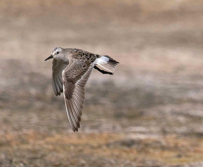 White-rumped Sandpiper - John Hewitt.