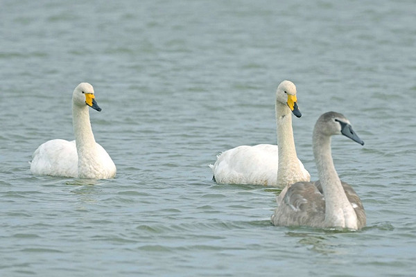 Whooper Swans with juvenile Mute Swan - John Hewitt.