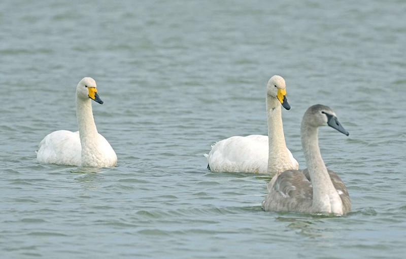 Whooper Swans with juvenile Mute Swan - John Hewitt.