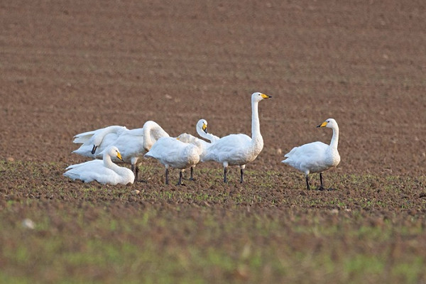 Whooper Swans - John Hewitt.