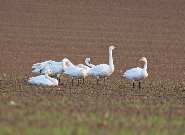 Whooper Swans - John Hewitt.
