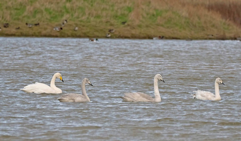 Whooper Swans - John Hewitt.