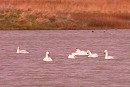 Whooper Swans - John Hewitt.