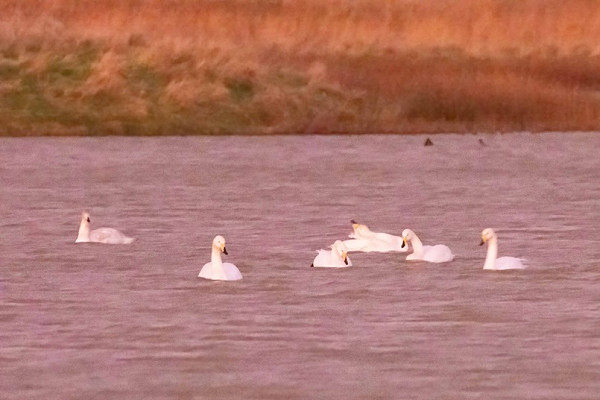 Whooper Swans - John Hewitt.