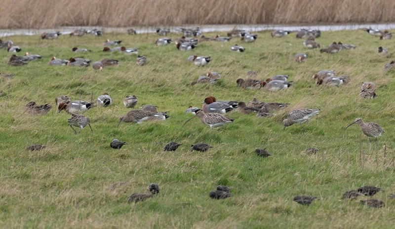 Wigeon with Curlews and Starlings- John Hewitt.