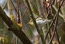 Wood Warbler - John Hewitt.