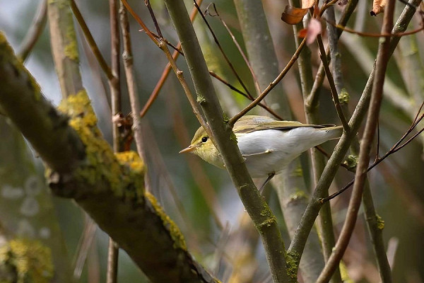 Wood Warbler - John Hewitt.