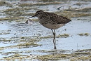 Wood Sandpiper - John Hewitt.