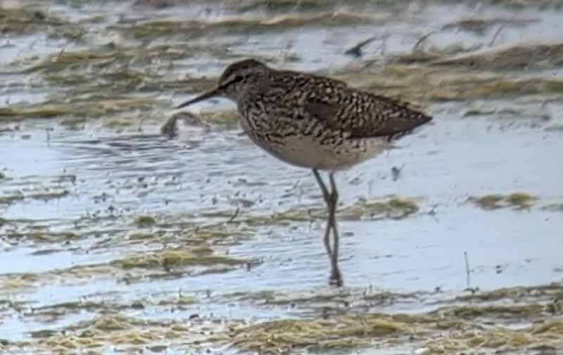 Wood Sandpiper - John Hewitt.
