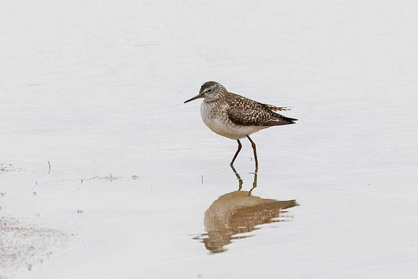 Wood Sandpiper - John Hewitt.