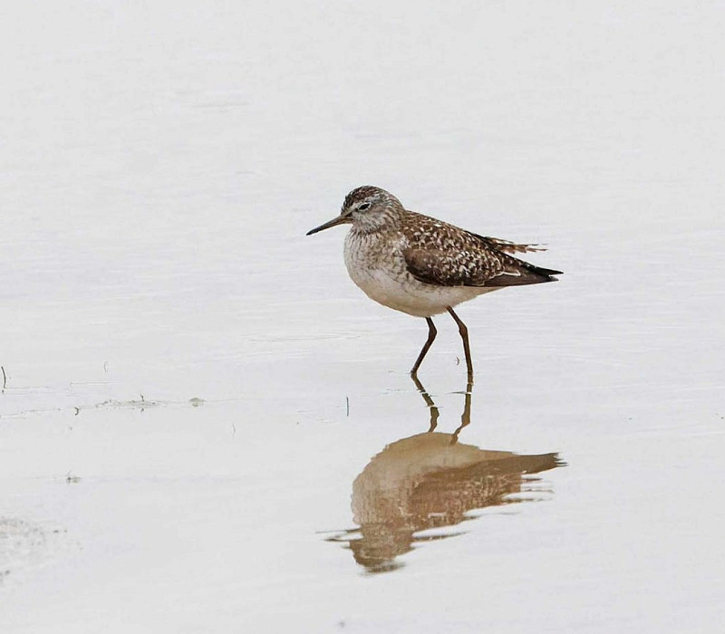 Wood Sandpiper - John Hewitt.