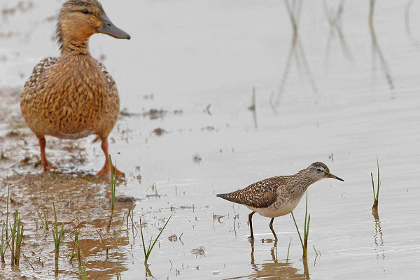 Wood Sandpiper and Mallard - John Hewitt.