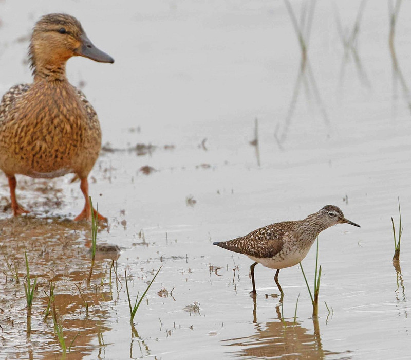 Wood Sandpiper and Mallard - John Hewitt.