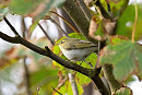 Wood Warbler - John Hewitt.