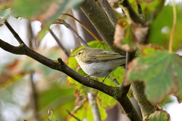 Wood Warbler - John Hewitt.