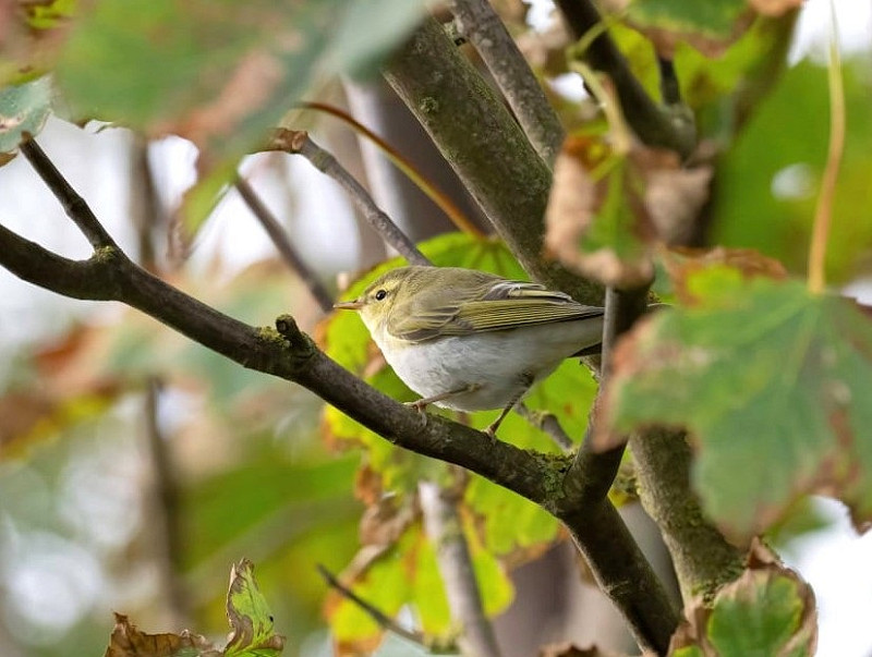 Wood Warbler - John Hewitt.