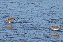 White-rumped Sandpiper - John Hewitt.