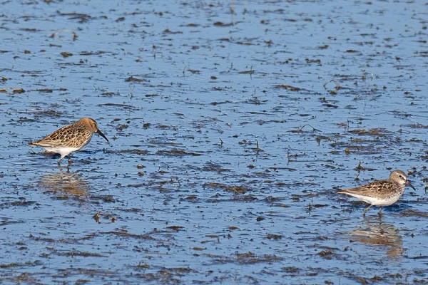 Bird sightings Saturday, 22 August 2026