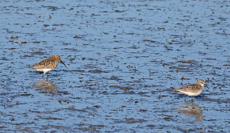 White-rumped Sandpiper - John Hewitt.