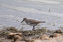 White-rumped Sandpiper - John Hewitt.