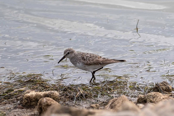 White-rumped Sandpiper - John Hewitt.