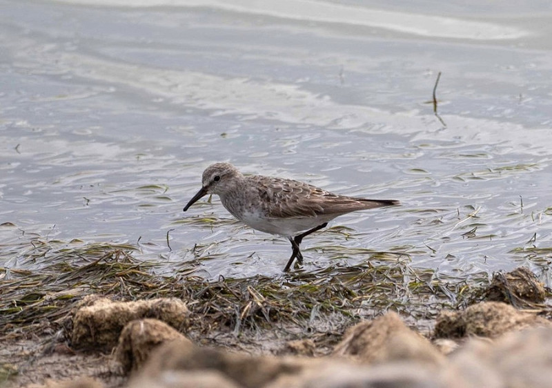 White-rumped Sandpiper - John Hewitt.