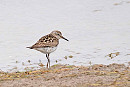 White-rumped Sandpiper - John Hewitt.