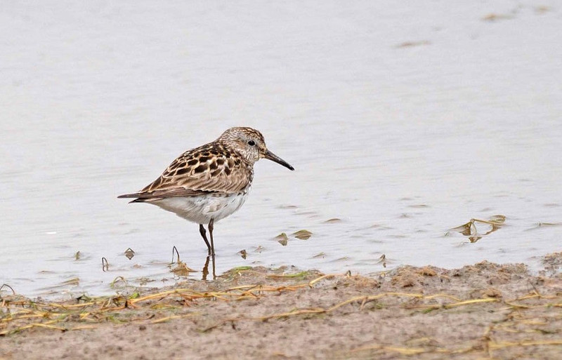 White-rumped Sandpiper - John Hewitt.