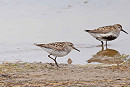 White-rumped Sandpiper with Dunlin - John Hewitt.