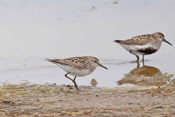 Bird sightings Friday, 17 July 2026