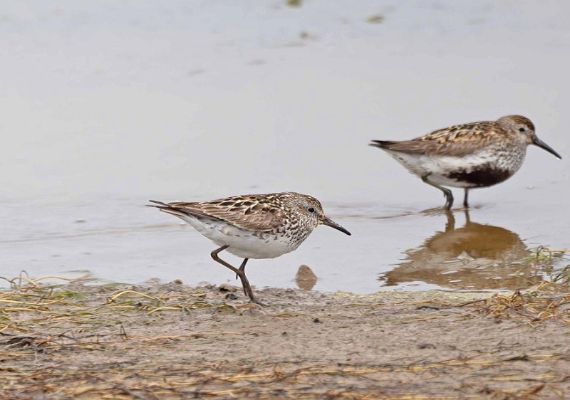 White-rumped Sandpiper with Dunlin - John Hewitt.