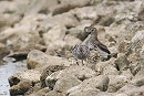 White-rumped Sandpiper and Dunlin - John Hewitt.