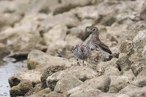 White-rumped Sandpiper and Dunlin - John Hewitt.