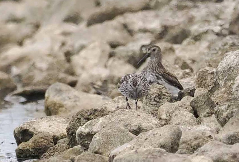 White-rumped Sandpiper and Dunlin - John Hewitt.