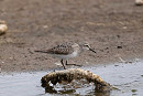 White-rumped Sandpiper - John Hewitt.