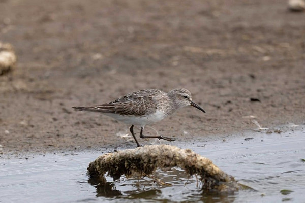 White-rumped Sandpiper - John Hewitt.