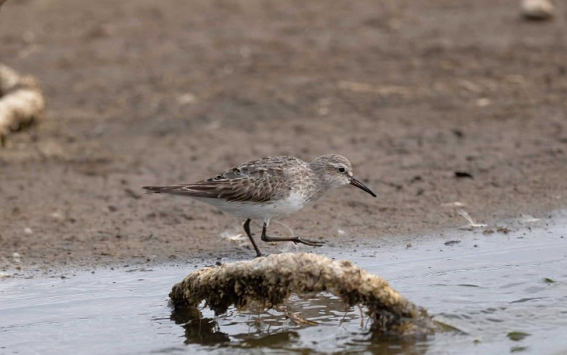 White-rumped Sandpiper - John Hewitt.