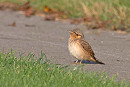 Wryneck - John Hewitt.