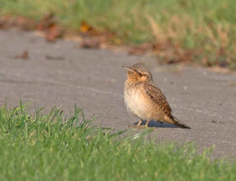 Wryneck - John Hewitt.