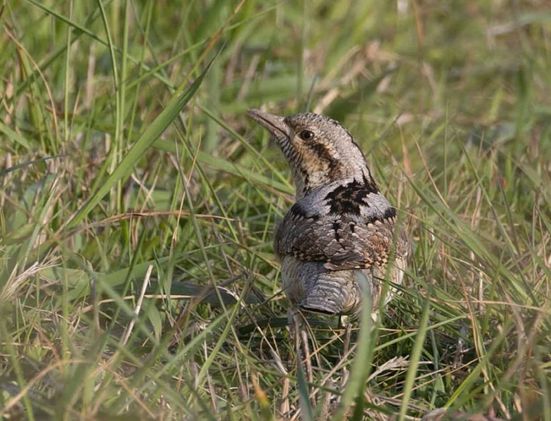 Wryneck - John Hewitt. Initially seen by the Bluebell it quickly moved through to Trafalgar cottage and then Chapel cottage where it showed well.