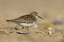 White-rumped Sandpiper - Jack Petit.