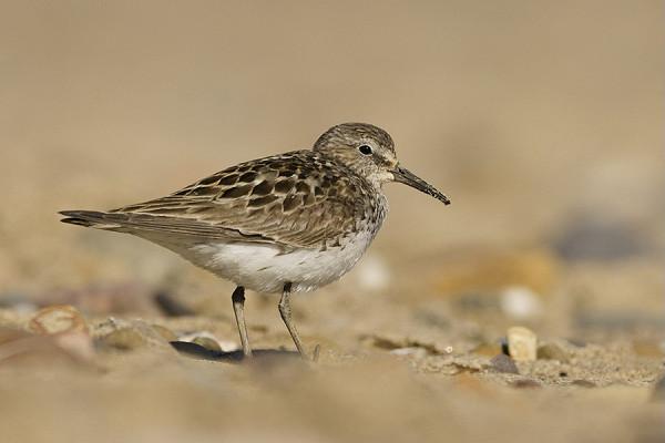 White-rumped Sandpiper - Jack Petit.