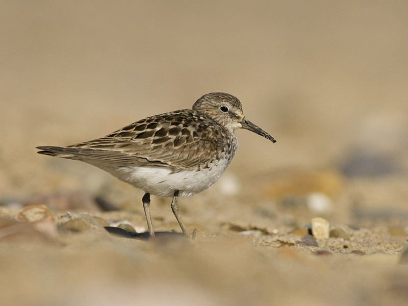 White-rumped Sandpiper - Jack Petit.