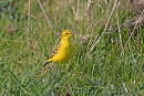 Yellow Wagtail - John Hewitt.