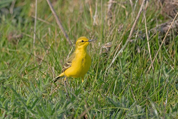 Bird sightings Wednesday, 27 May 2026