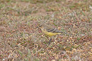 Yellow Wagtail - John Hewitt.