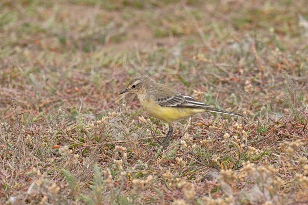 Yellow Wagtail - John Hewitt.