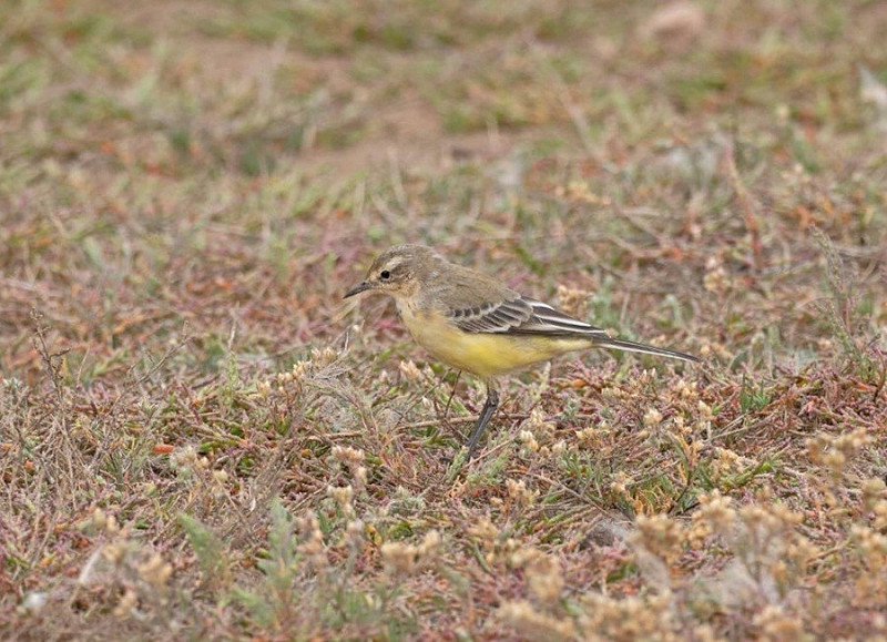 Yellow Wagtail - John Hewitt.