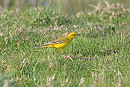 Yellow Wagtail - John Hewitt.