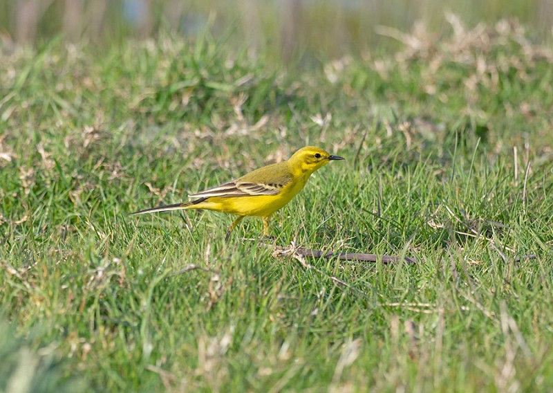Yellow Wagtail - John Hewitt.